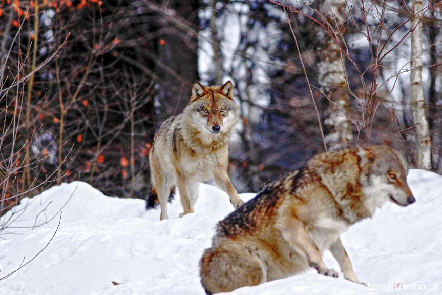 wilki na Podkarpaciu