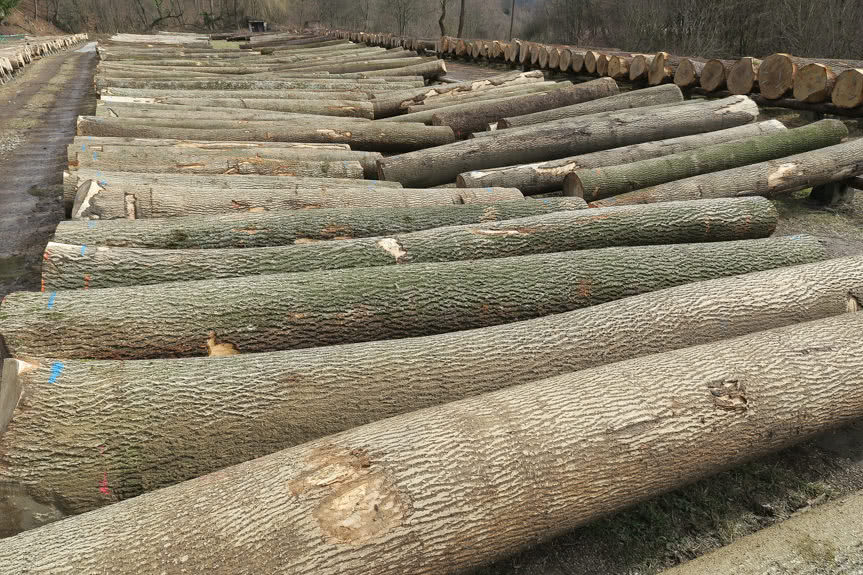 Submisja drewna Krosno 2020