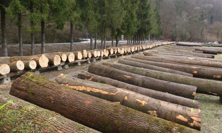 Cenne drewno zostało sprzedane. Padł rekord