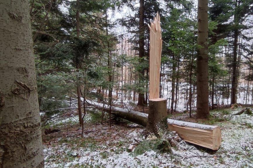Chcieli ukraść drewno z lasu. Natura nie dała za wygraną