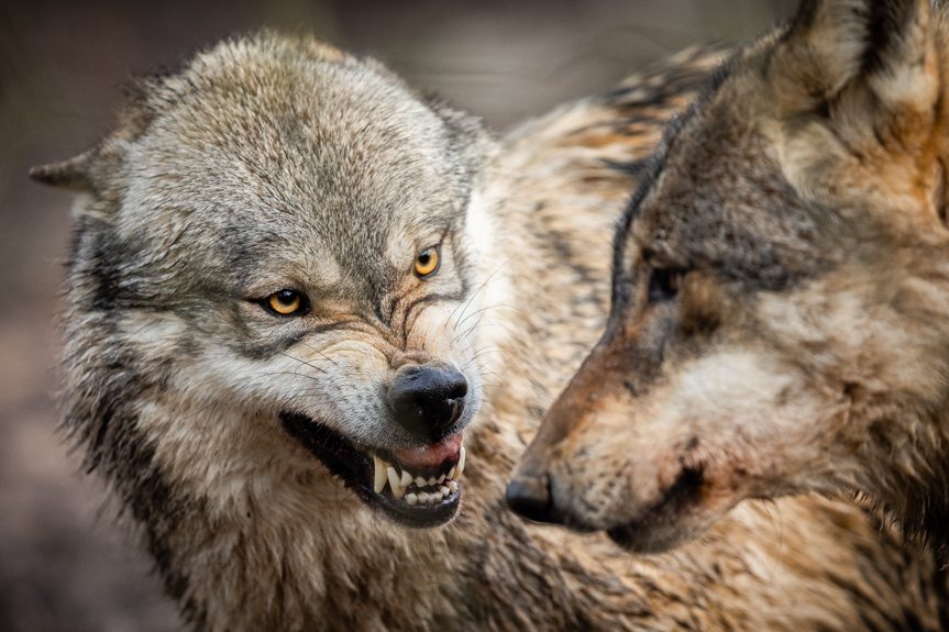 Dlaczego odstrzelono wilki w Brzozowie?