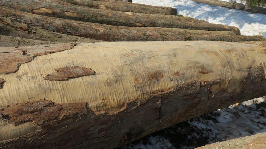 Jakie drewno okazało się najcenniejsze podczas submisji KROSNO 2021?
