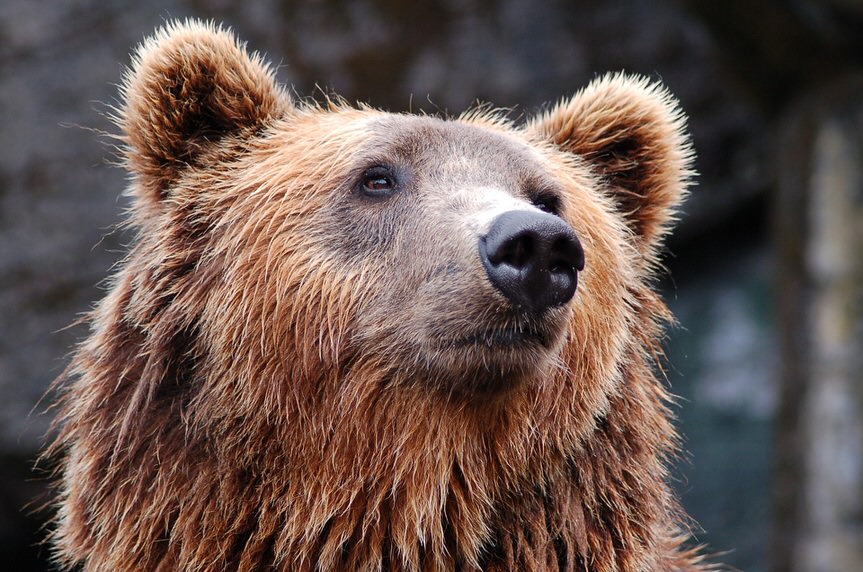 Niedźwiedź pojawił się w okolicach Dukli