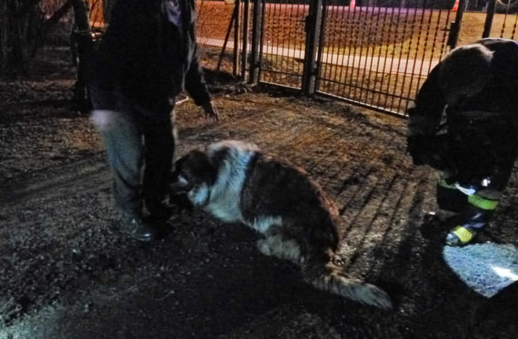 Strażacy uratowali psa w Krośnie