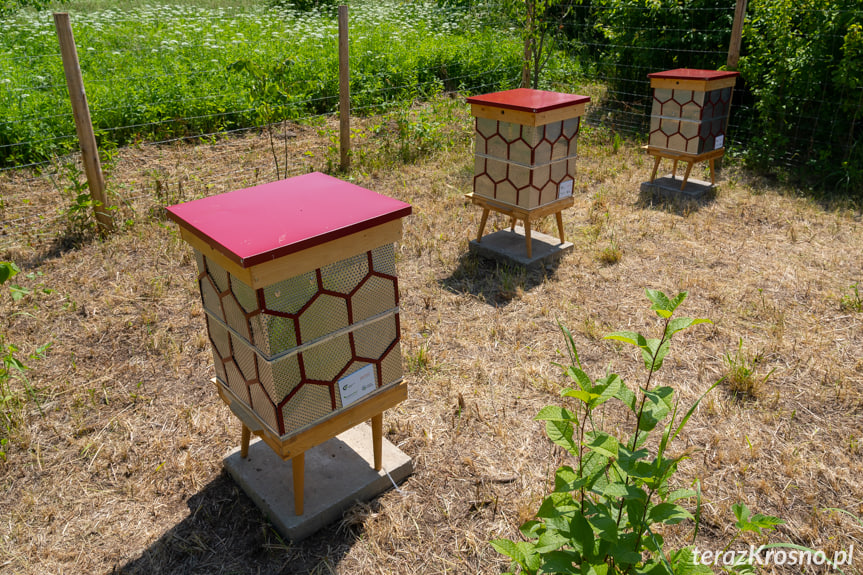 Pszczoły zamieszkały w miejskiej pasiece 