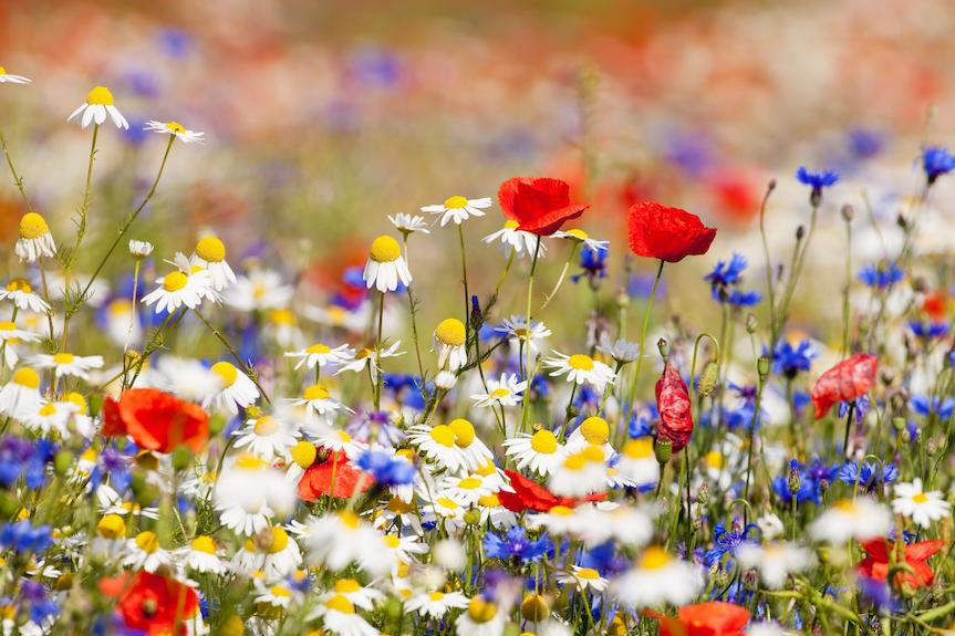 Sadzonki kwiatów, nasiona łąki kwietnej i ekologiczne podpałki w prezencie od PSONI i VIVO! Krosno