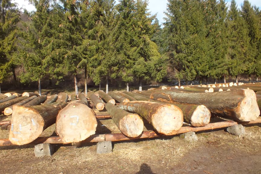 W lasach państwowych wprowadzono nowe zasady sprzedaży drewna