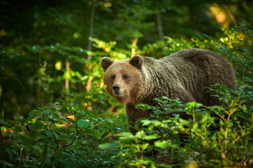 W rejonie Cergowej i Jasionki widziany był niedźwiedź