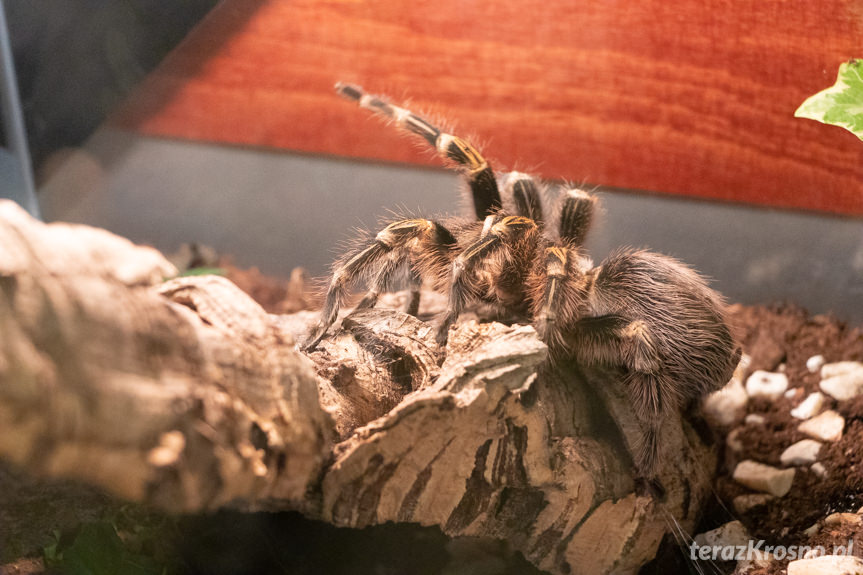 Wystawa żywych pająków i skorpionów w Krośnie