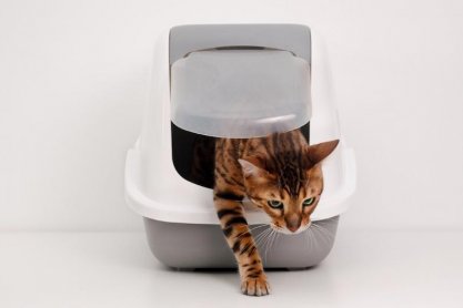 Kocia kuweta: 3 triki, dzięki którym kot w mig nauczy się z niej korzystać