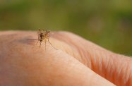 Komary - małe, uciążliwe owady
