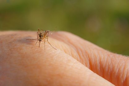 Komary - małe, uciążliwe owady