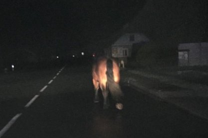 Nocny spacer konia po drodze wojewódzkiej