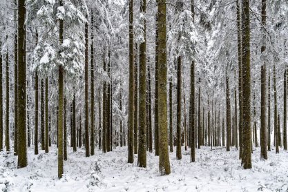Ograniczą wycinkę lasów w powiecie krośnieńskim
