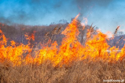 Pożar nieużytków rolnych w Krościenku Wyżnym. Strażacy znaleźli poparzonego 78-latka