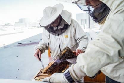 Pszczoły na dachu VIVO! Krosno