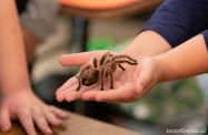 Wystawa żywych pająków i skorpionów