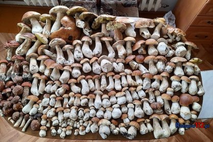 Wysyp grzybów w podkarpackich lasach