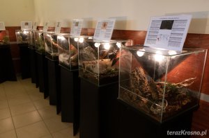 Wystawa żywych pająków i skorpionów w Krośnie